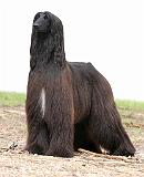 Afghan Hound 9Y151D-118